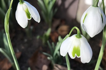 Galanthus 'Greatorex Double'